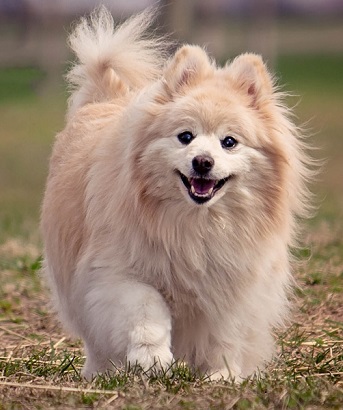 私の亡くなった愛犬に会いたい2